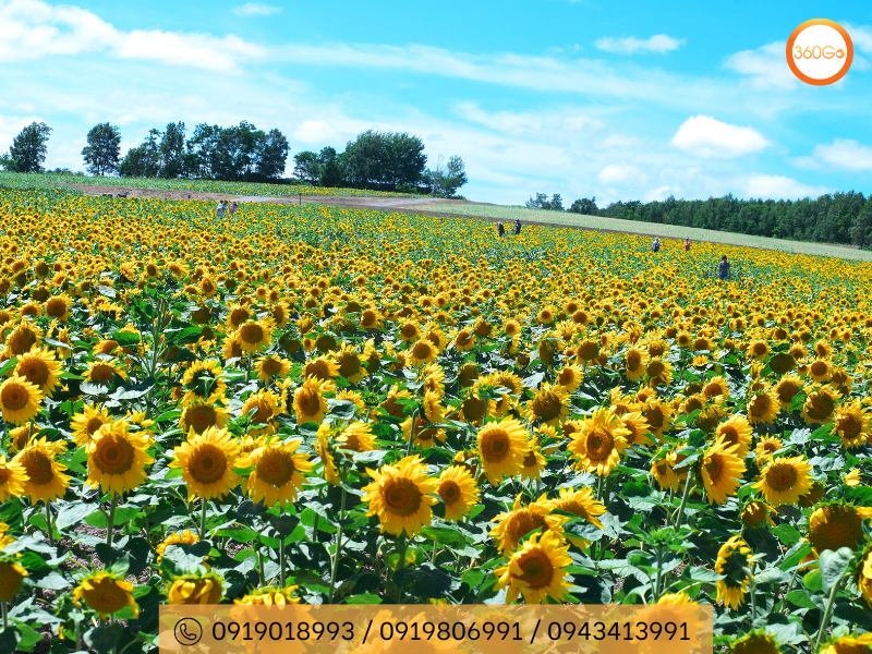 Hokuryu - Cánh đồng hoa hướng dương lớn nhất Hokkaido - Du lịch 360Go 